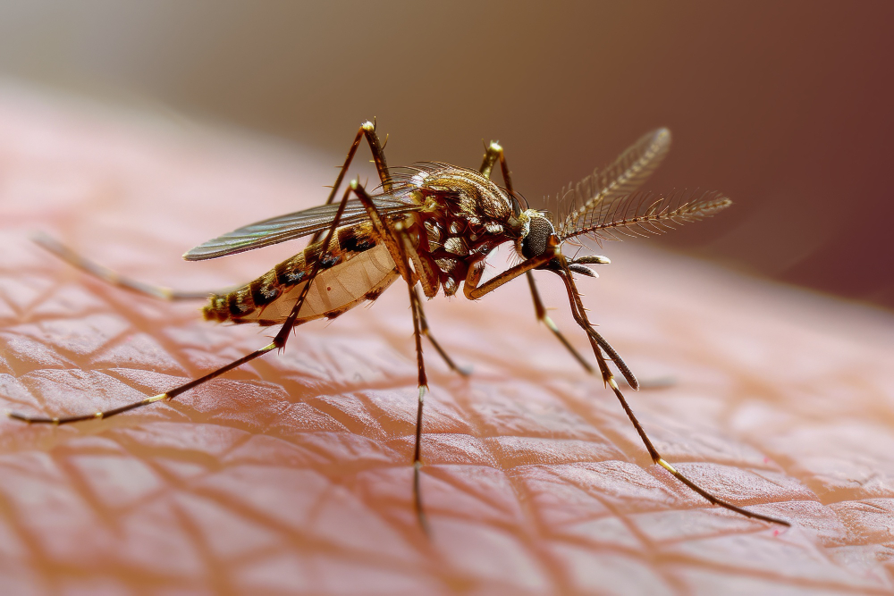 dengue mosquito diseases